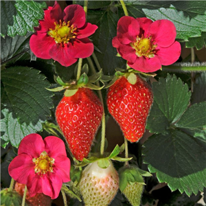 Strawberry 'Toscana'